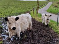 White Galloway Kühe mit Kalb Schleswig-Holstein - Poyenberg Vorschau