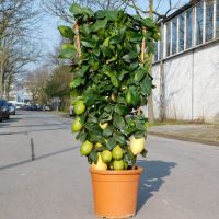 Zitronenbaum am Spalier Citrus Limon +/-120cm Nordrhein-Westfalen - Oberhausen Vorschau