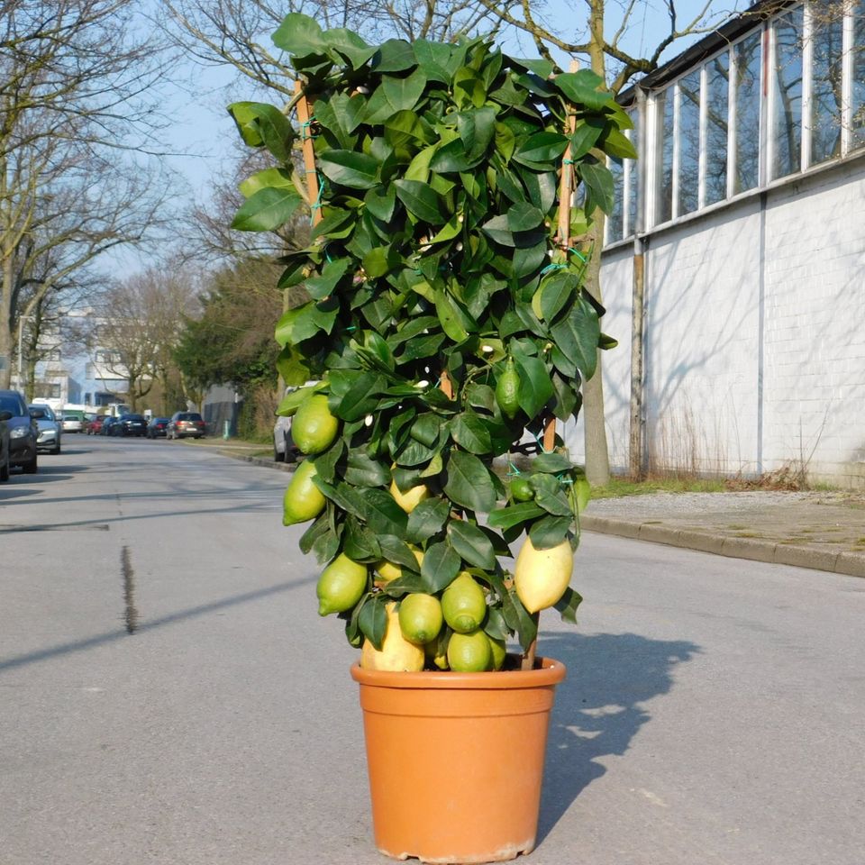 Zitronenbaum am Spalier Citrus Limon +/-120cm in Oberhausen