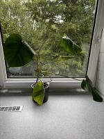 Monstera Ableger Wandsbek - Hamburg Eilbek Vorschau