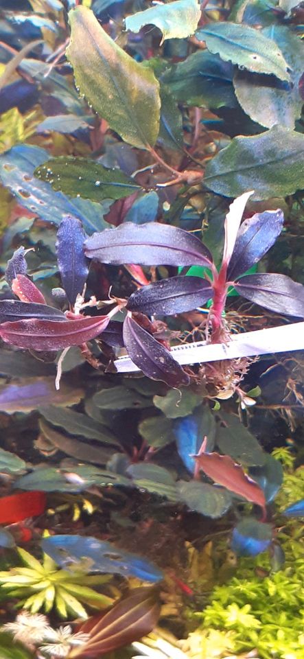 New ⭐❤ 4x Ghost 2011 ❤⭐ Rare Bucephalandra Aquarium Garnelen Nano in Freiburg im Breisgau