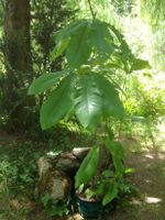 Schirm-Magnolie, Magnolia Tripetala Thüringen - Saalfeld (Saale) Vorschau