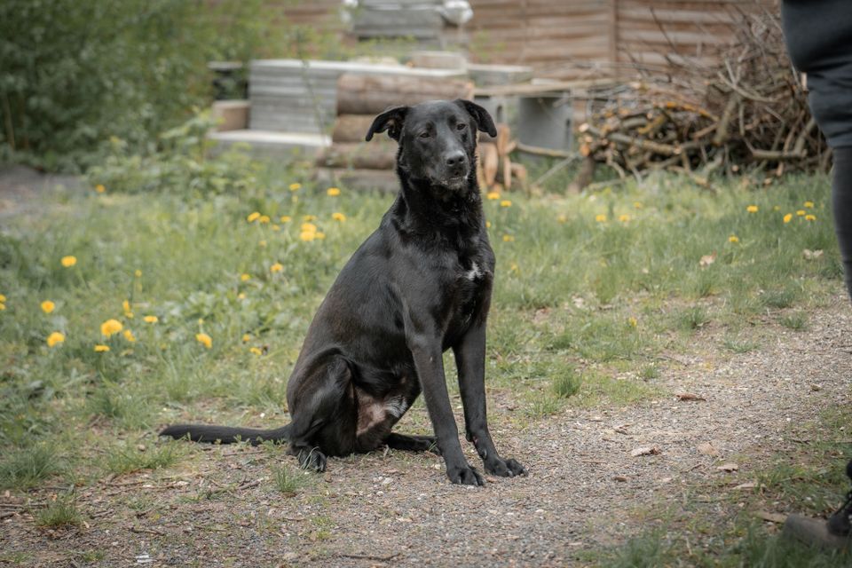 Hübscher LEO a.d. Tierschutz sucht ein Zuhause! in Schkeuditz