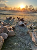 Bunte & frische Eier von glücklichen Hühnern Niedersachsen - Buxtehude Vorschau