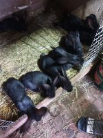 Kaninchen zu verkaufen Niedersachsen - Delmenhorst Vorschau