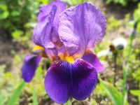 ❣️ Hohe Schwertlilie Iris 100 cm violett blau lila gelb Staude Niedersachsen - Soltau Vorschau