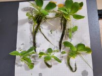 Froschkraut,Aquariumpflanze fürOberfläche,perfekt für Asienbecke Thüringen - Uder Vorschau