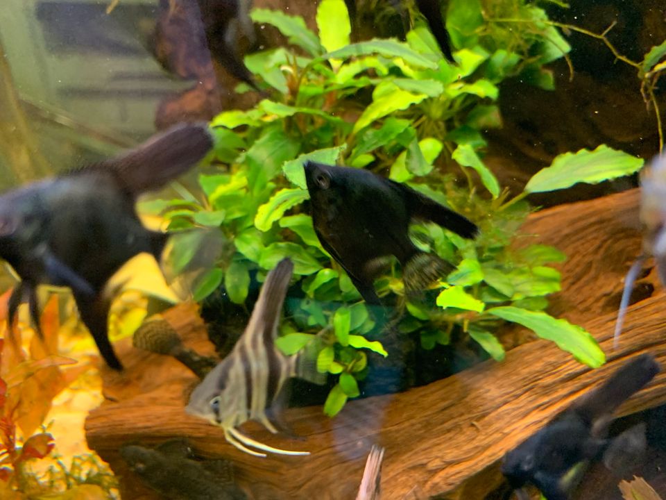 ❤️ Viele schwarze und Gold Skalar Jungtiere Aquarium Fische in Stuttgart