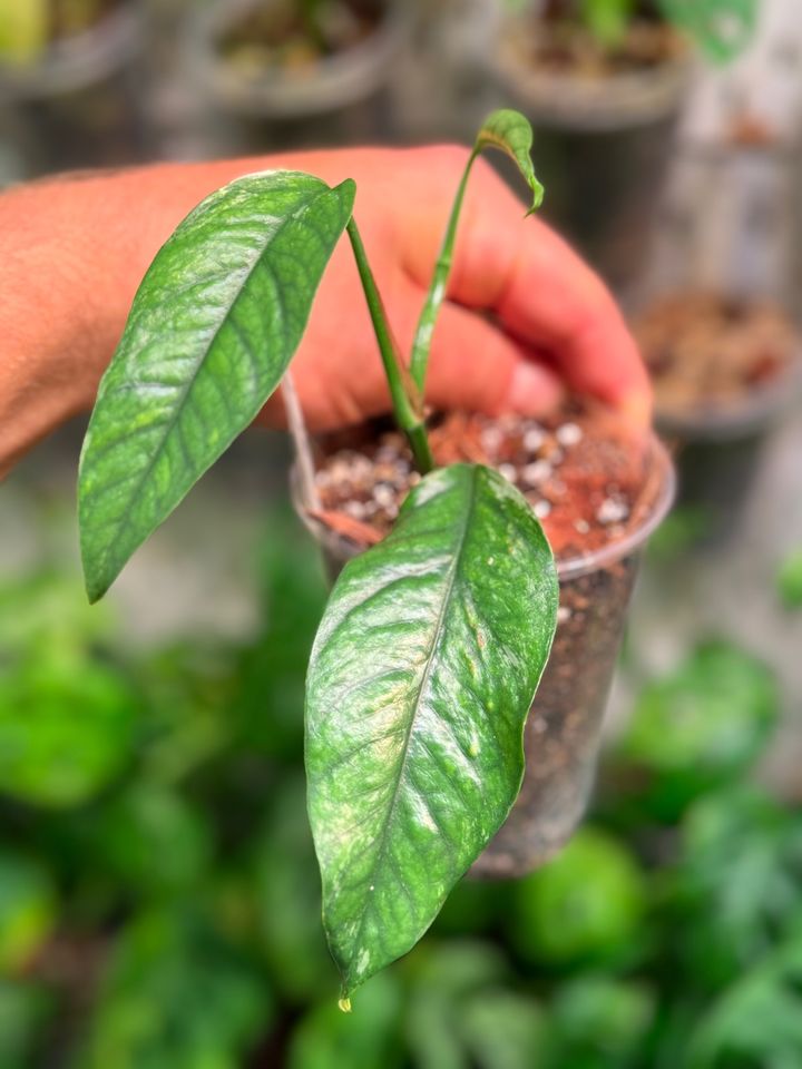 Epipremnum hanoman sp. bali variegata in Lengede