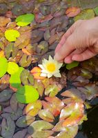 Kleine, weiß blühende Zwergseerose, Seerose Niedersachsen - Norden Vorschau