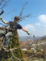 Baumfällung/Baumpflege/Sturmschäden/Seilarbeit/Obstbaumschnitt S Thüringen - Saalfeld (Saale) Vorschau