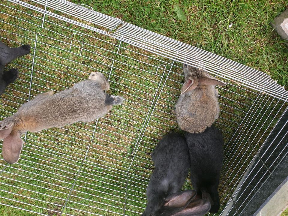 Deutsche Riesen Häschen zu verkaufen in Waldfriede bei Birkenfeld