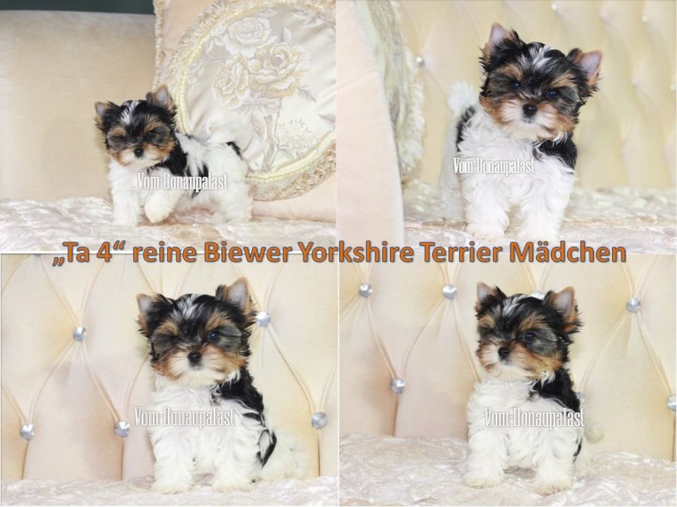 !!Reine Biewer Yorkshire Terrier Welpen!! in Karlshuld