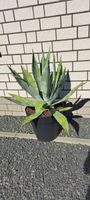 Agave americana Nordrhein-Westfalen - Alsdorf Vorschau