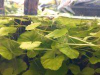 Brasilianischer Wassernabel (Hydrocotyle leucocephala) Leipzig - Leipzig, Zentrum-Ost Vorschau