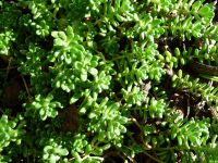 Sedum  Mauerpfeffer Bodendecker  Yorky´s Pflanzenwelt Niedersachsen - Rhauderfehn Vorschau