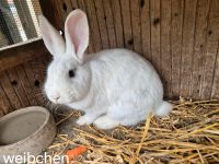 Hasen Kaninchen Stallhasen Bayern - Wirsberg Vorschau