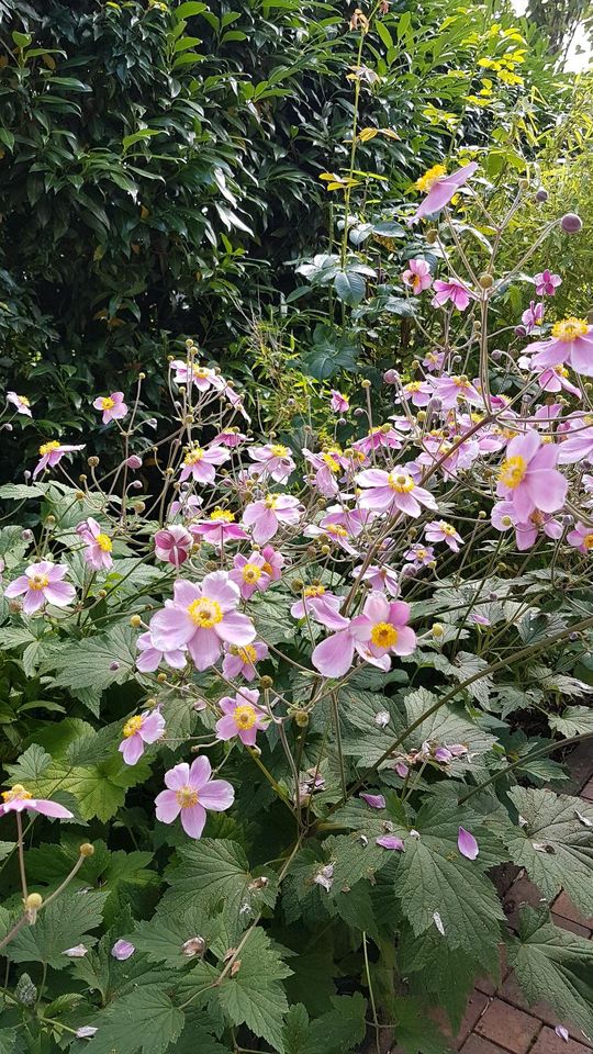 Herbst Anemonen diverse Stauden in Bielefeld