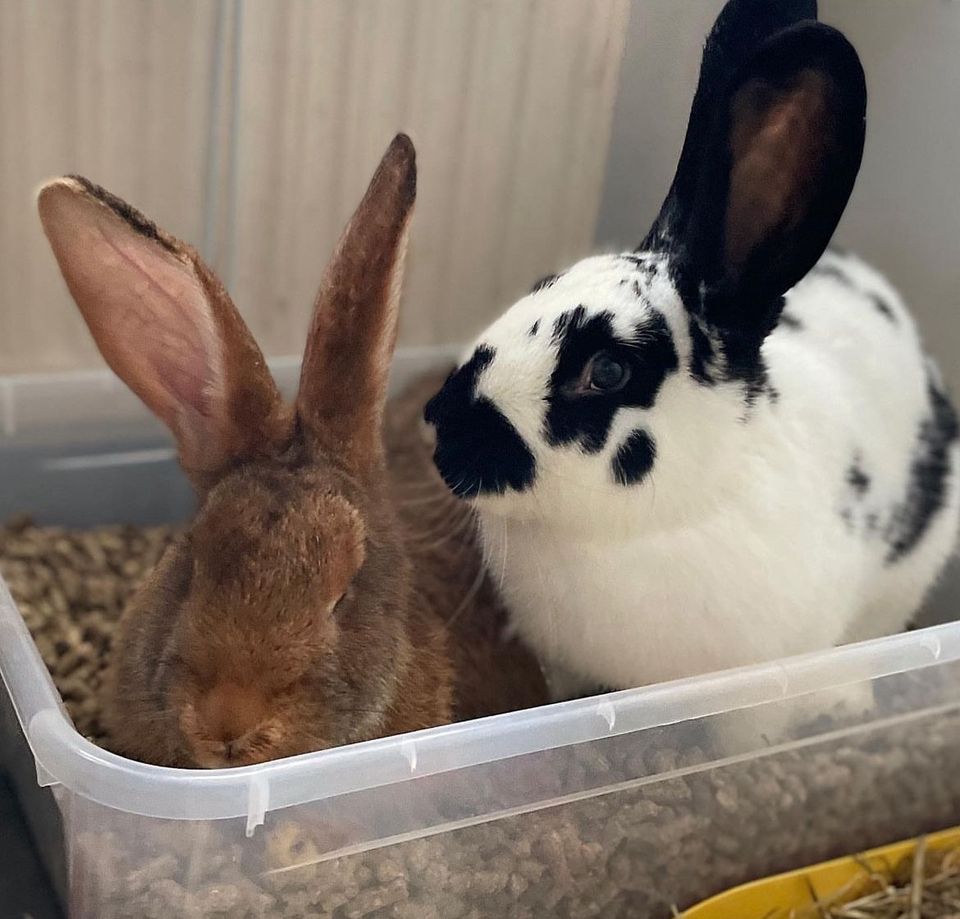 Deutsche Riesen Kaninchen Hasen Weibchen zippe in Harrislee