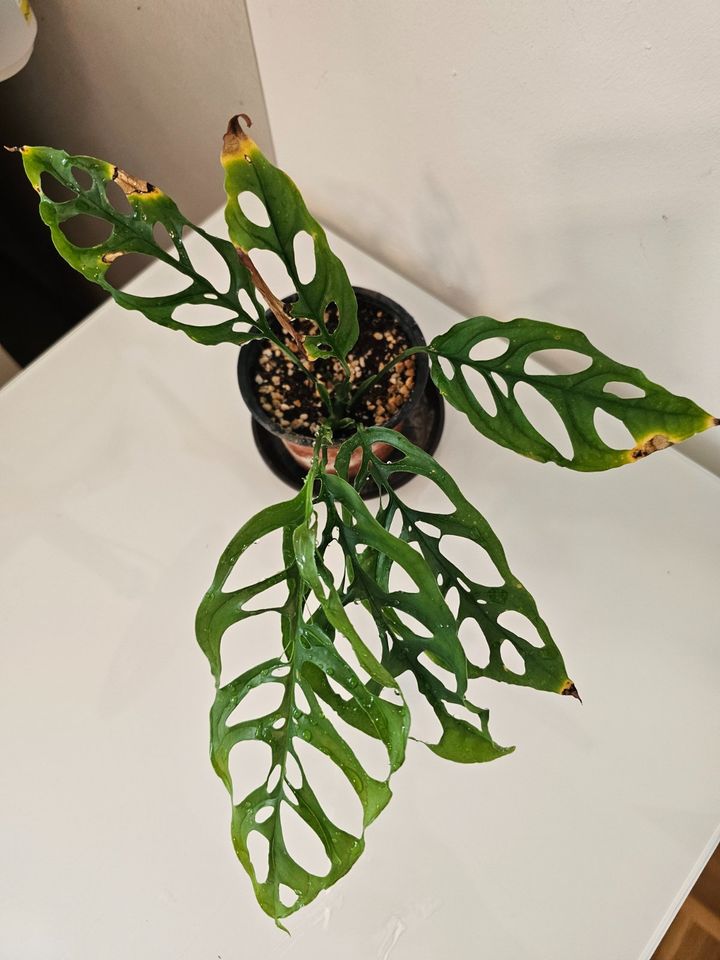 Zimmerpflanze: monstera obliqua peru in Oberursel (Taunus)