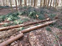 Waldpflege Durchforstung Sturmwurf Schneebruch Kr. München - Haar Vorschau