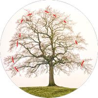 Baumpflege, Baumschnitt, Spezialfällungen, Obstbaumschnitt Bayern - Arberg Vorschau
