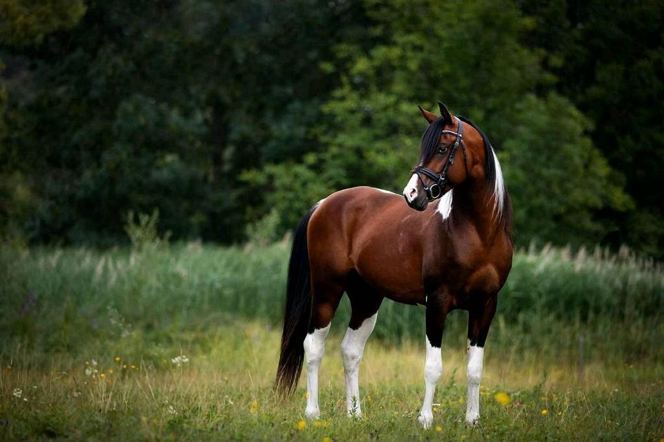 Partbred Araber prämiert jährling Wallach Hengst Vollblutaraber in Sulingen