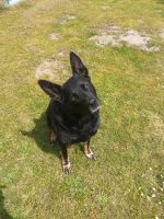 Hundetrainer / Hundeschule Nordrhein-Westfalen - Greven Vorschau