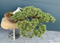 XXL Mädchenkiefer Bonsai Yamadori 140 x 110 x 50 cm Bayern - Spiegelau Vorschau