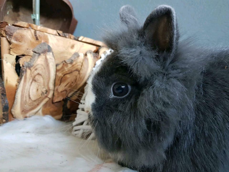 Mini Zwerg Löwenkopf Zucht Häsin  Löwenkopfchen Blau in Wehrbleck