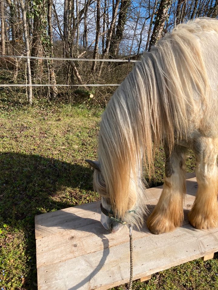 Trail Parcour in Eisingen