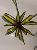 Neoregelia peviento, Terrarienpflanze, Terrarium Aachen - Aachen-Mitte Vorschau