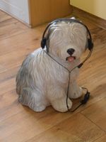 Hund mit Headset zur Dekoration Berlin - Reinickendorf Vorschau