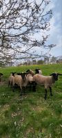 Schaf aus bäuerlichen Haltung Sachsen - Lößnitz Vorschau