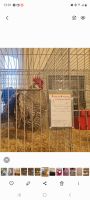 Bruteier gesperberte Sachsenhuhn Sachsen - Ebersbach bei Großenhain Vorschau