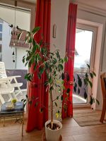 Zimmerpflanze zu verschenken Bayern - Weißenhorn Vorschau