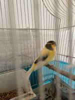 Kanarienvogel Gloster  1 Jahr Hahn Mitte - Moabit Vorschau