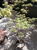 Acer palmatum Ukigumo 85cm Kr. München - Grasbrunn Vorschau