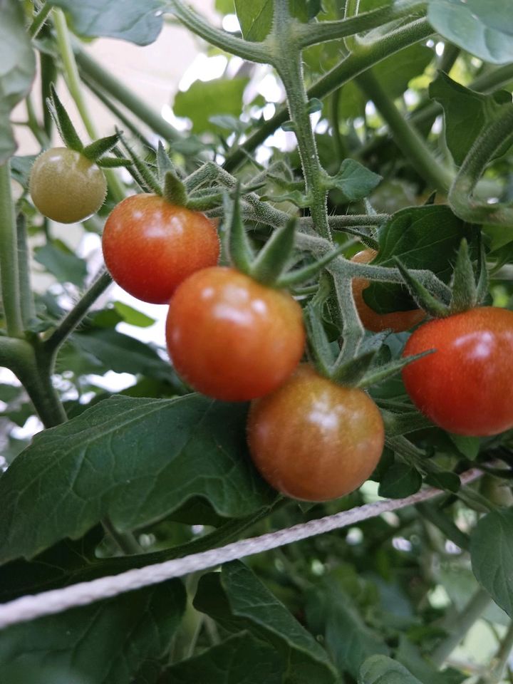 Tomatensamen⭐️tolle Sorten⭐️keine Hybriden⭐️ in Konradsreuth