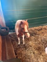 Ponysattel für Shetlandpony gesucht Sachsen - Schöneck Vorschau