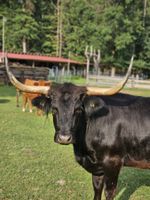 Texas Longhorn Kühe Rinder Mix Bayern - Edelsfeld Vorschau