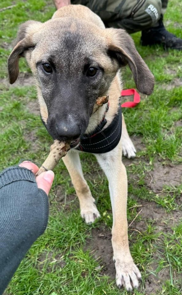 Bezaubernde Junghündin Cora sucht ihr Zuhause #Tierschutz in Duisburg