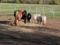Offenstallplatz frei für 1-2 kleine/ mittelgroße Ponys Vellahn - Melkof Vorschau