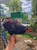 Araucana Hahn Wildfarbig Baden-Württemberg - Ilsfeld Vorschau