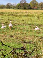 Fränkische  Gänse  in blau  und weiß Niedersachsen - Bockhorn Vorschau