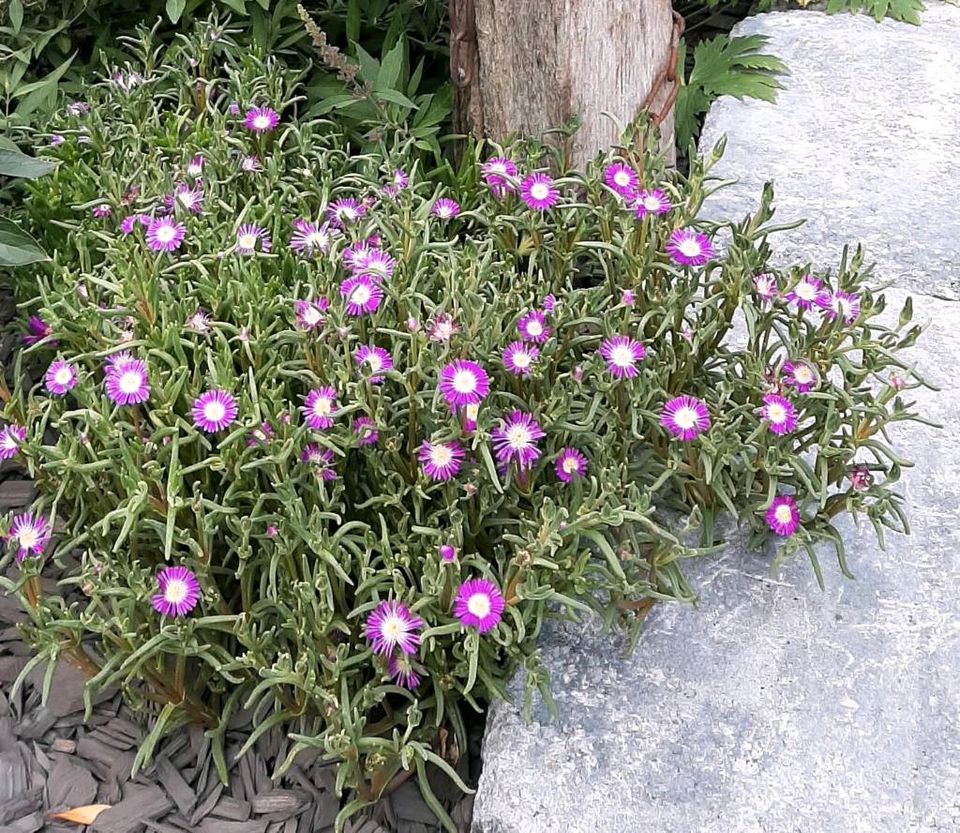 Mittagsblume Steingarten pflegeleicht Ableger Staude winterhart in Westerwalsede