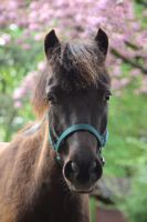 Traumhafter Classic Pony Wallach Köln - Fühlingen Vorschau