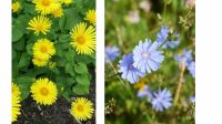 Samen: Gemswurz  und Wegwarte Blumensamen aus dem eigenen Garten Bayern - Schongau Vorschau