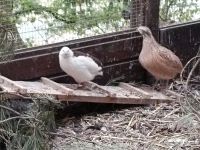 Wachtel Hahn Legewachteln Thüringen - Krölpa Vorschau