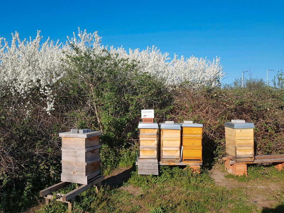 Bienen-Wirtschaftsvolk in Mannheim